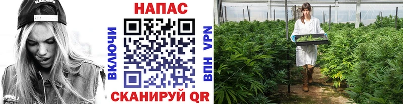 Бошки марихуана сатива  где купить наркотик  Петрозаводск 